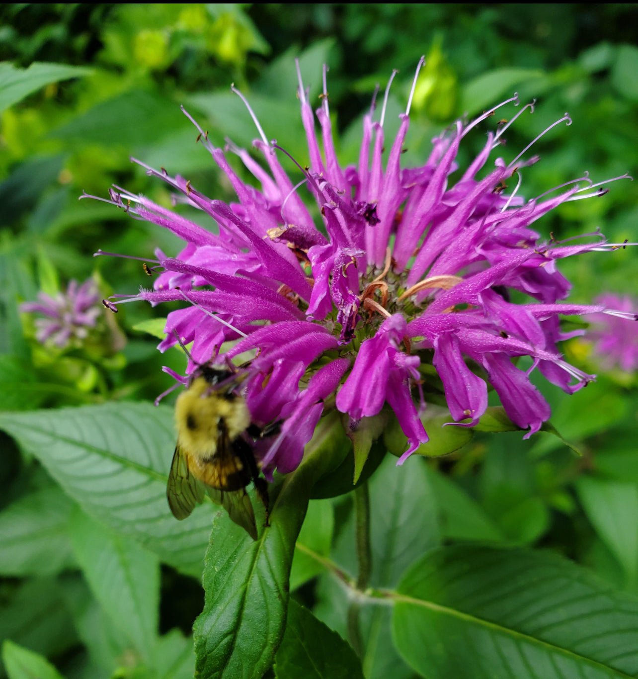 Bee Radiant Body Butter
