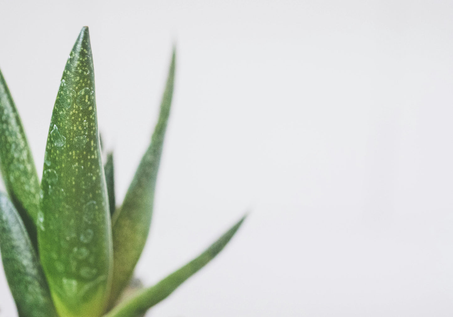 Double Aloe Salve